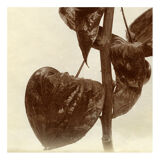 Ancient photograph of a branch of Physalis
