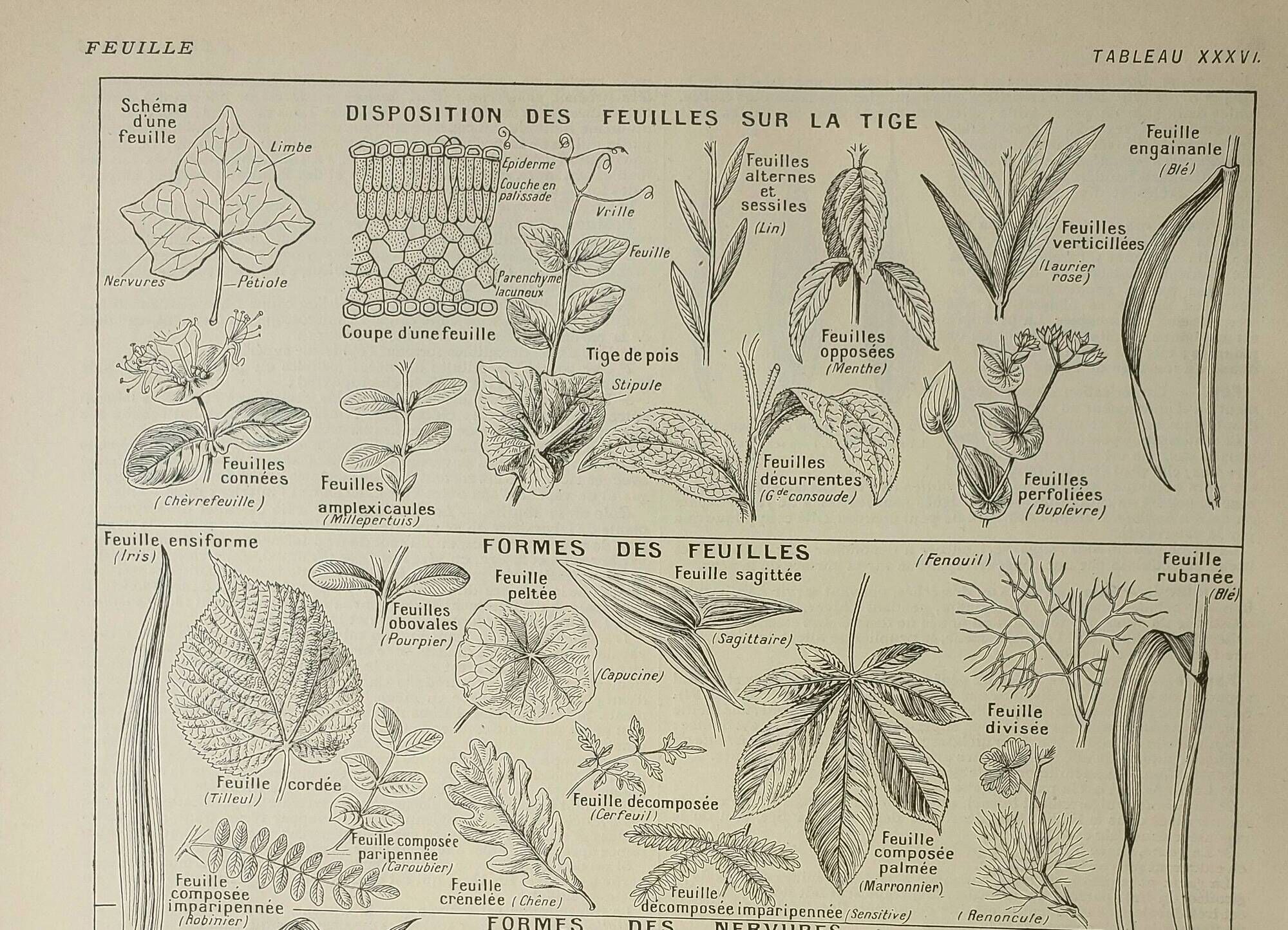 Antique engraving 1922, Leaf shape, botany, veins • Lithograph, original illustration