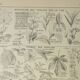 Antique engraving 1922, Leaf shape, botany, veins • Lithograph, original illustration