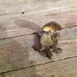 Brass turtle ashtray