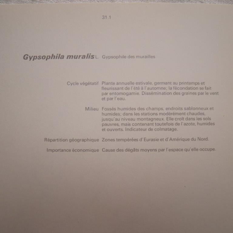 Botanical plate Gypsophila of the walls