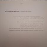 Botanical plate Gypsophila of the walls