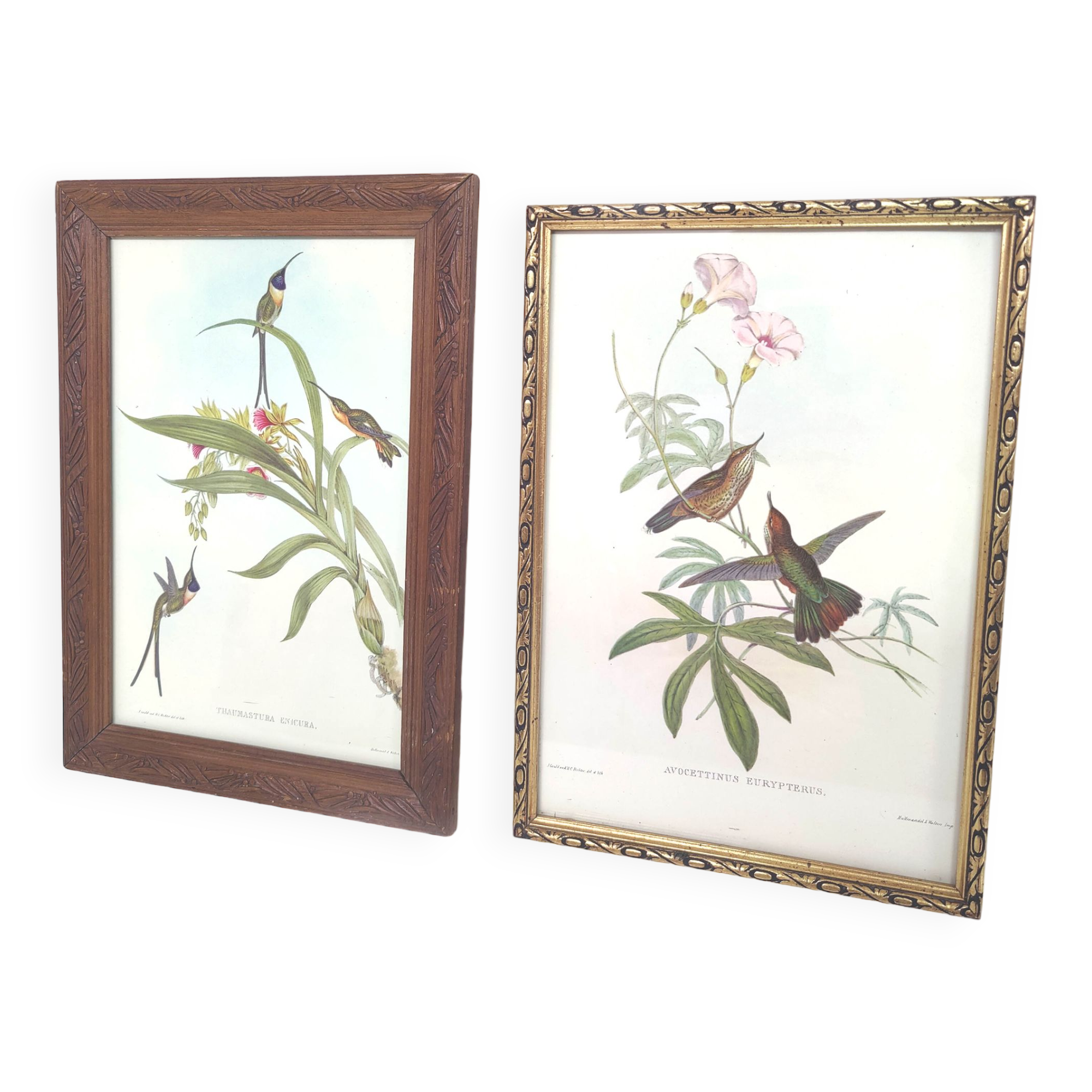 Lot 2 wooden frames botanical illustrations J. Gould and HC Richter