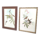 Lot 2 wooden frames botanical illustrations J. Gould and HC Richter