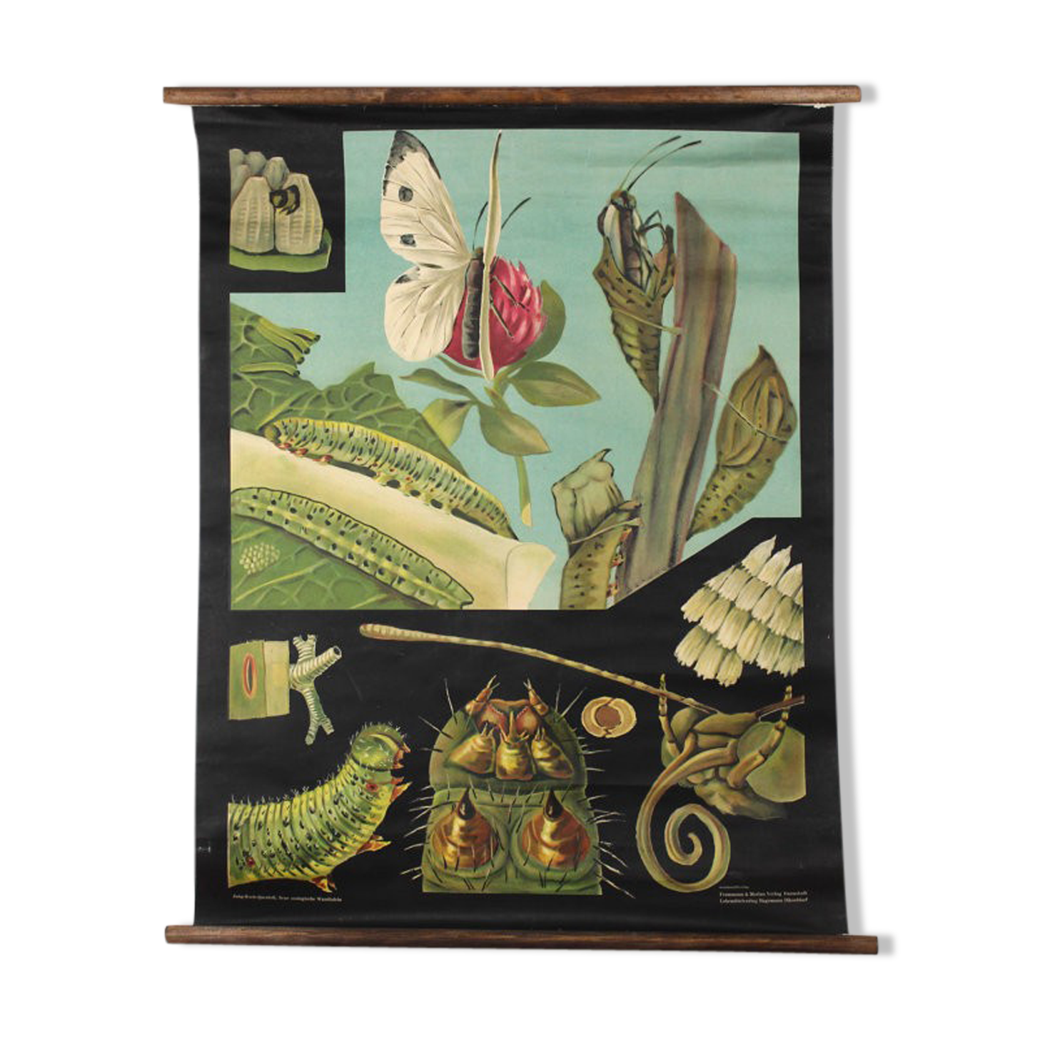 Wall poster of the school from Jung-Koch-Quentell "Butterfly" 1958