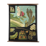 Affiche murale de l’école de Jung-Koch-Quentell "papillon" 1958