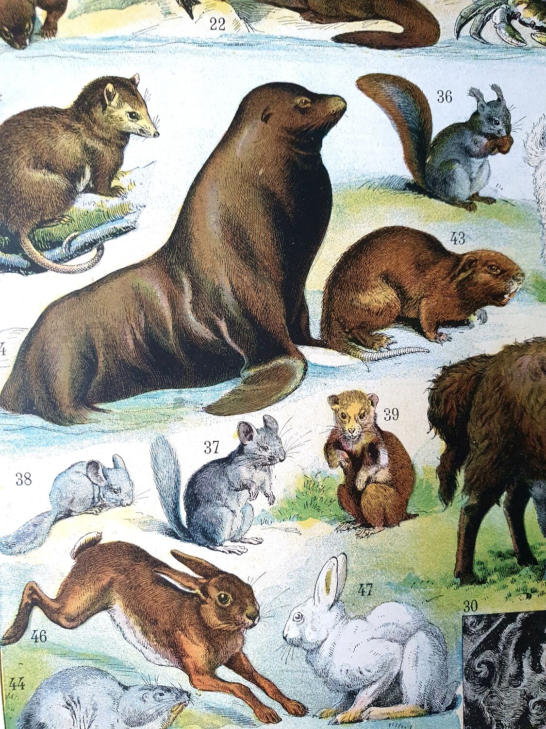 Ancienne planche animaux