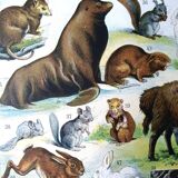Ancienne planche animaux