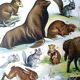 Old animal board