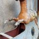 Ancien Cheval À Bascule XIXe Siècle En Bois Et Papier Mâché Peint