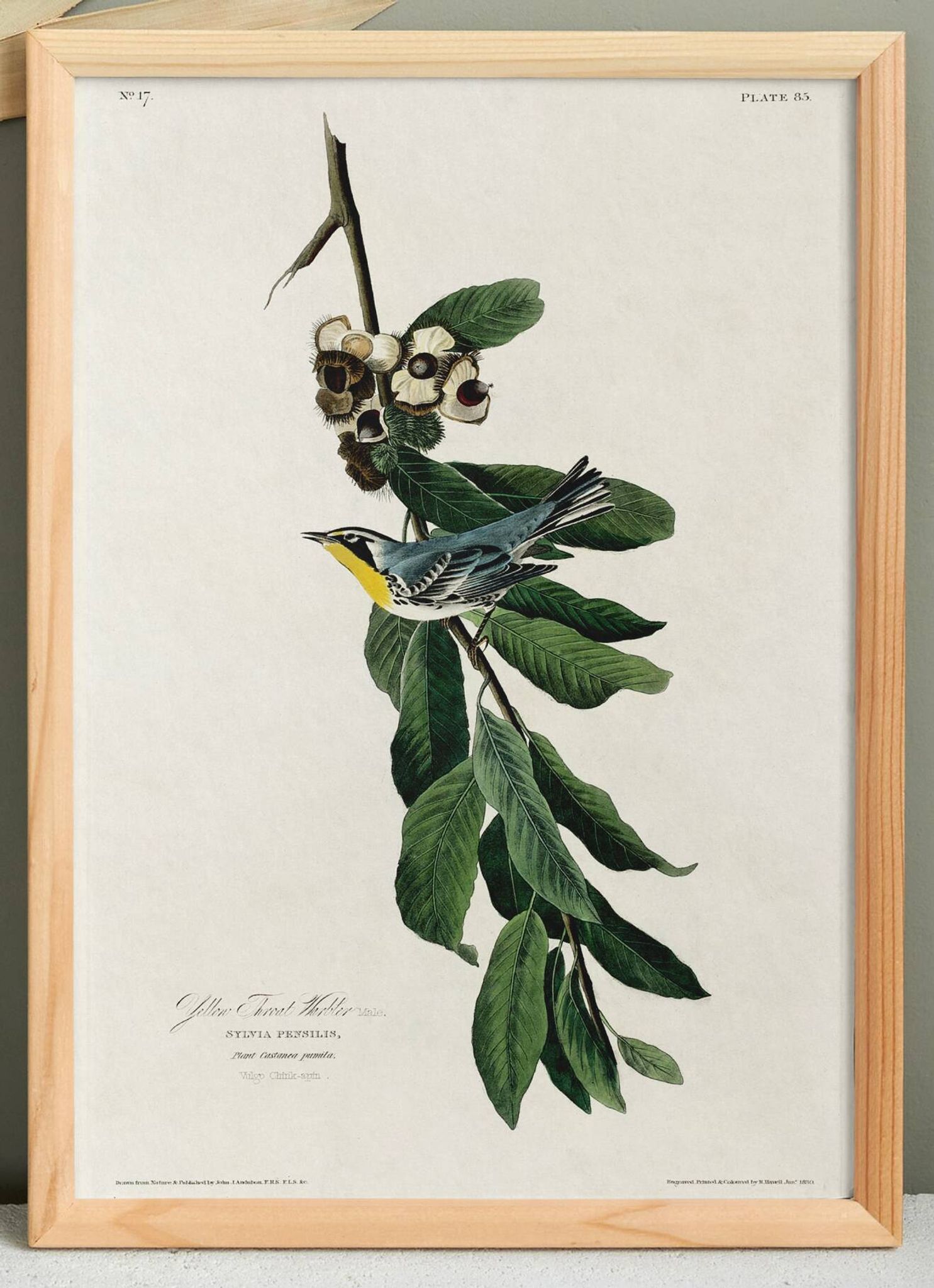Poster about the Yellow-throated Warbler, after an old engraving from 1827
