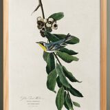 Poster about the Yellow-throated Warbler, after an old engraving from 1827