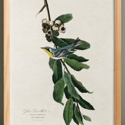 Poster about the Yellow-throated Warbler, after an old engraving from 1827