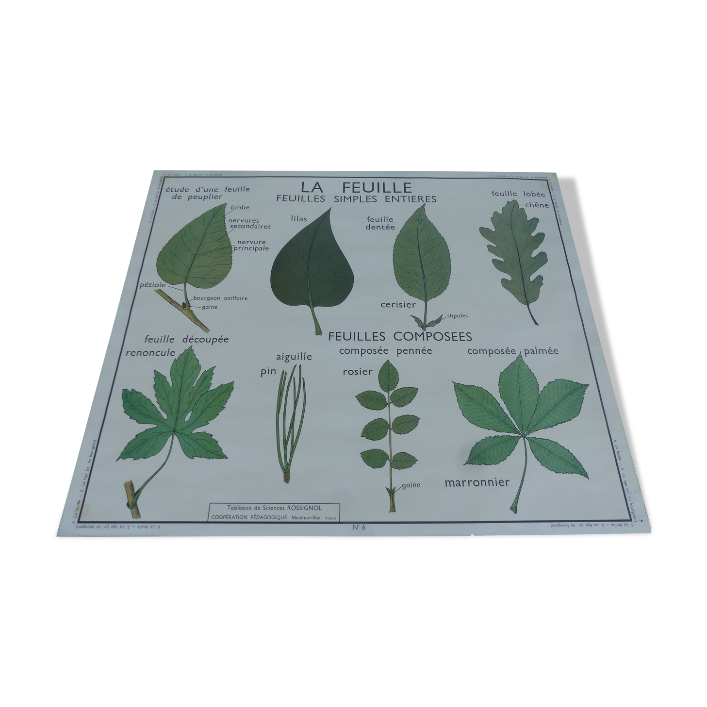 Botanical board
