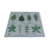 Botanical board