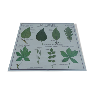 Botanical board