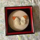 Naturalized butterfly frame taxidermies