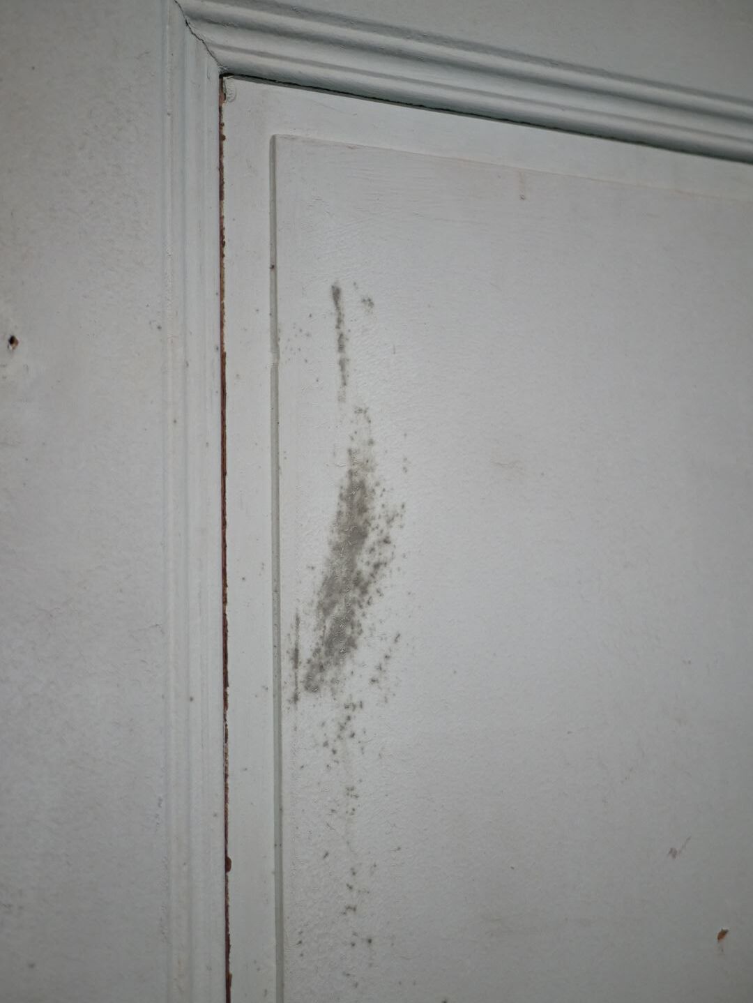 Antique painted wooden doors