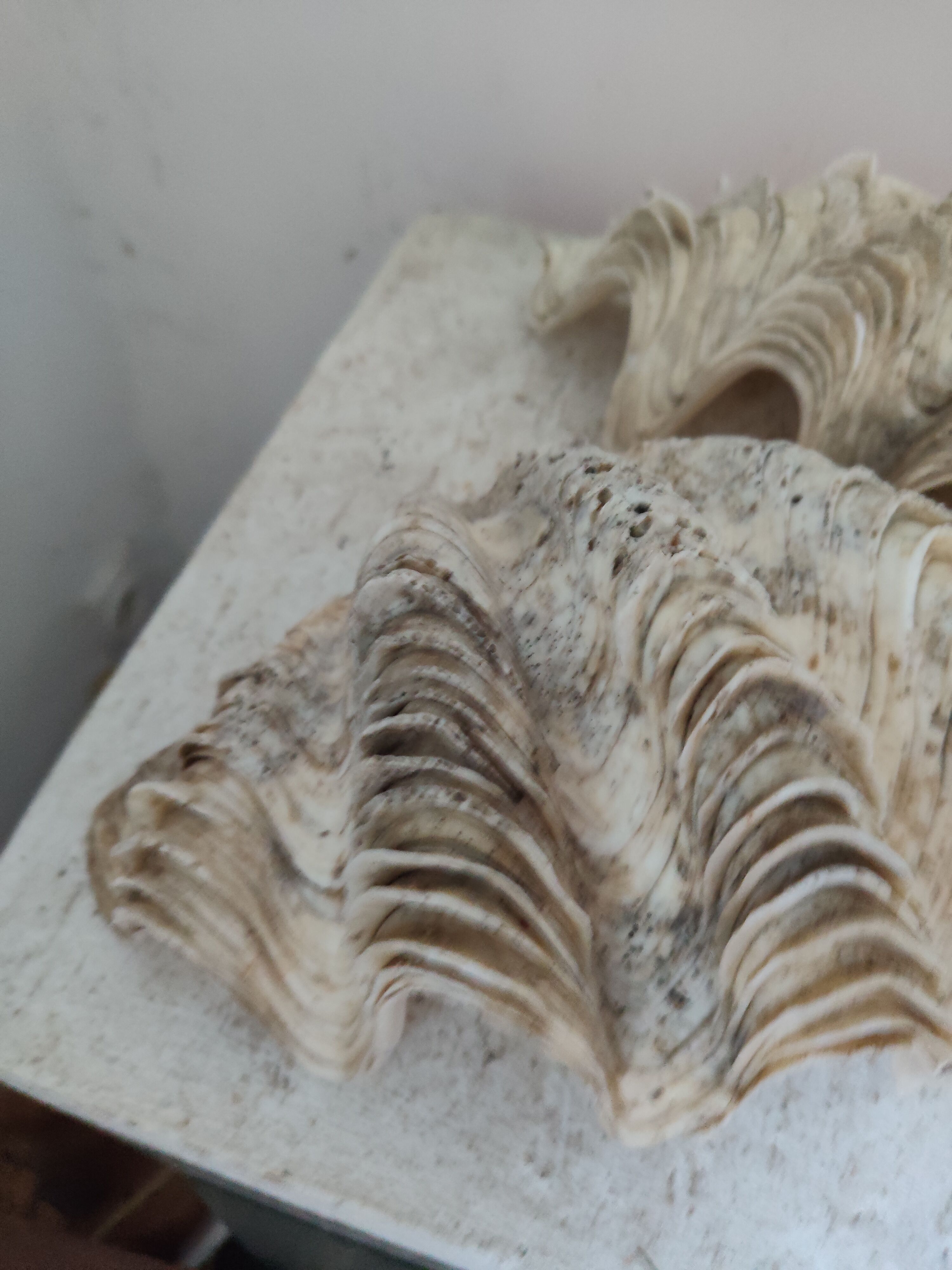 Ancient coral scallop shell