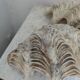 Ancient coral scallop shell