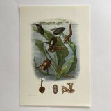 Illustration ancienne "insectes", années 60
