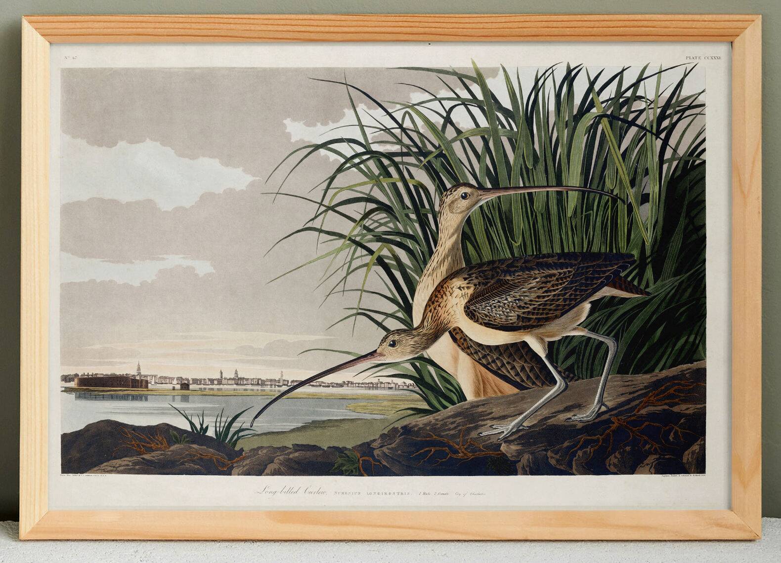 Poster about the Long-billed Curlew, based on an old engraving from 1827.