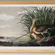 Poster about the Long-billed Curlew, based on an old engraving from 1827.