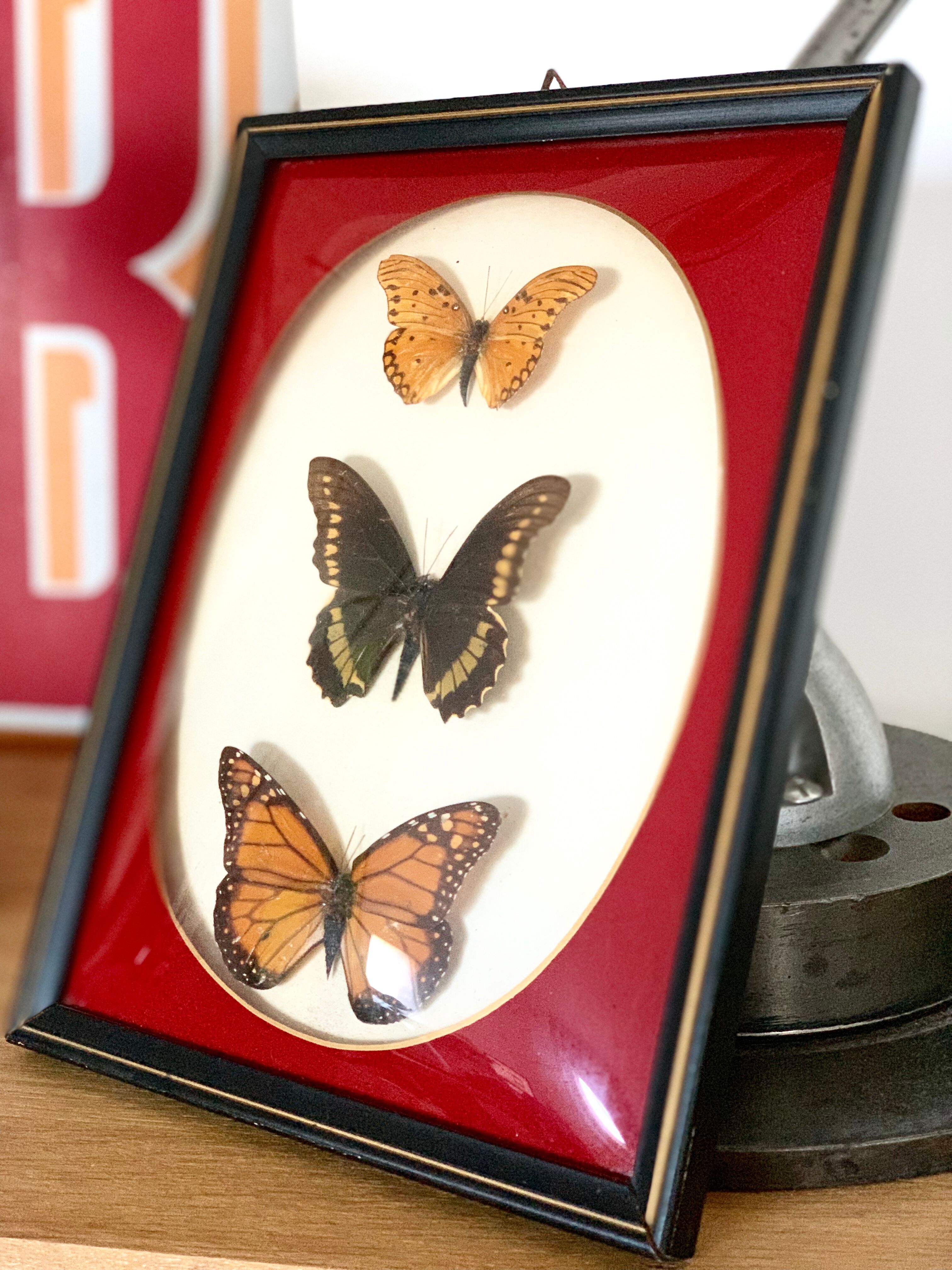 Naturalized Butterfly border of Brazil