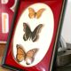 Naturalized Butterfly border of Brazil