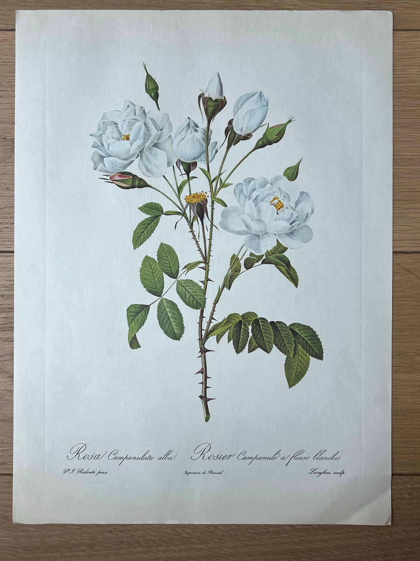 Planche botanique - Rosier Campanulé à fleurs blanches - 40,4x29,9cm