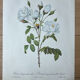 Planche botanique - Rosier Campanulé à fleurs blanches - 40,4x29,9cm