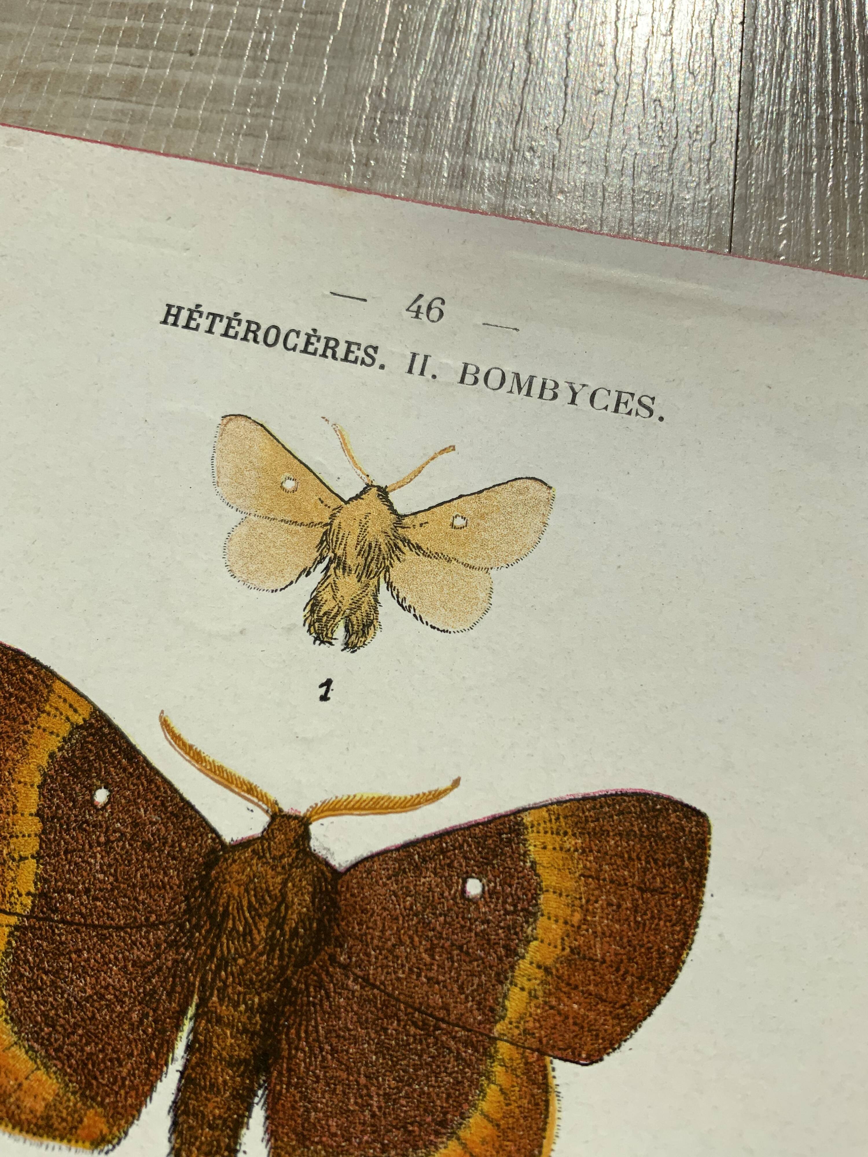 Vintage botanical plate antique butterfly engraving 1903 double-sided G. Denise