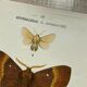Vintage botanical plate antique butterfly engraving 1903 double-sided G. Denise