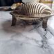 Shell butter dish