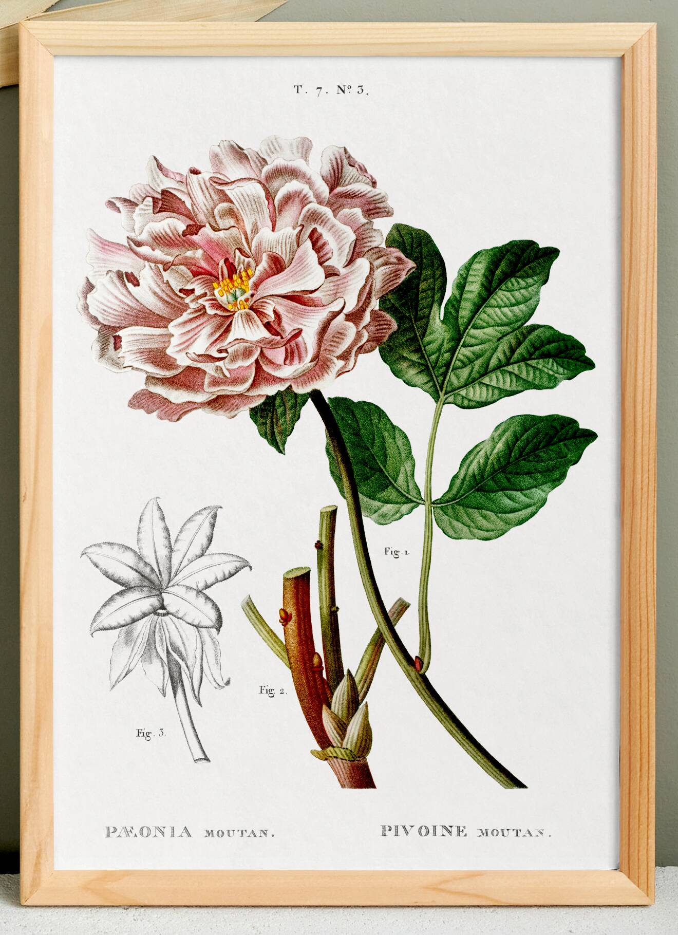 Botanical poster on Peony (2), after an old engraving from 1802