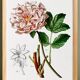 Botanical poster on Peony (2), after an old engraving from 1802