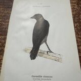 Old botanical plate naturalist engraving