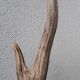 Deer antler Trophy