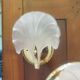 Rare set of wall sconces and shell ceiling light.