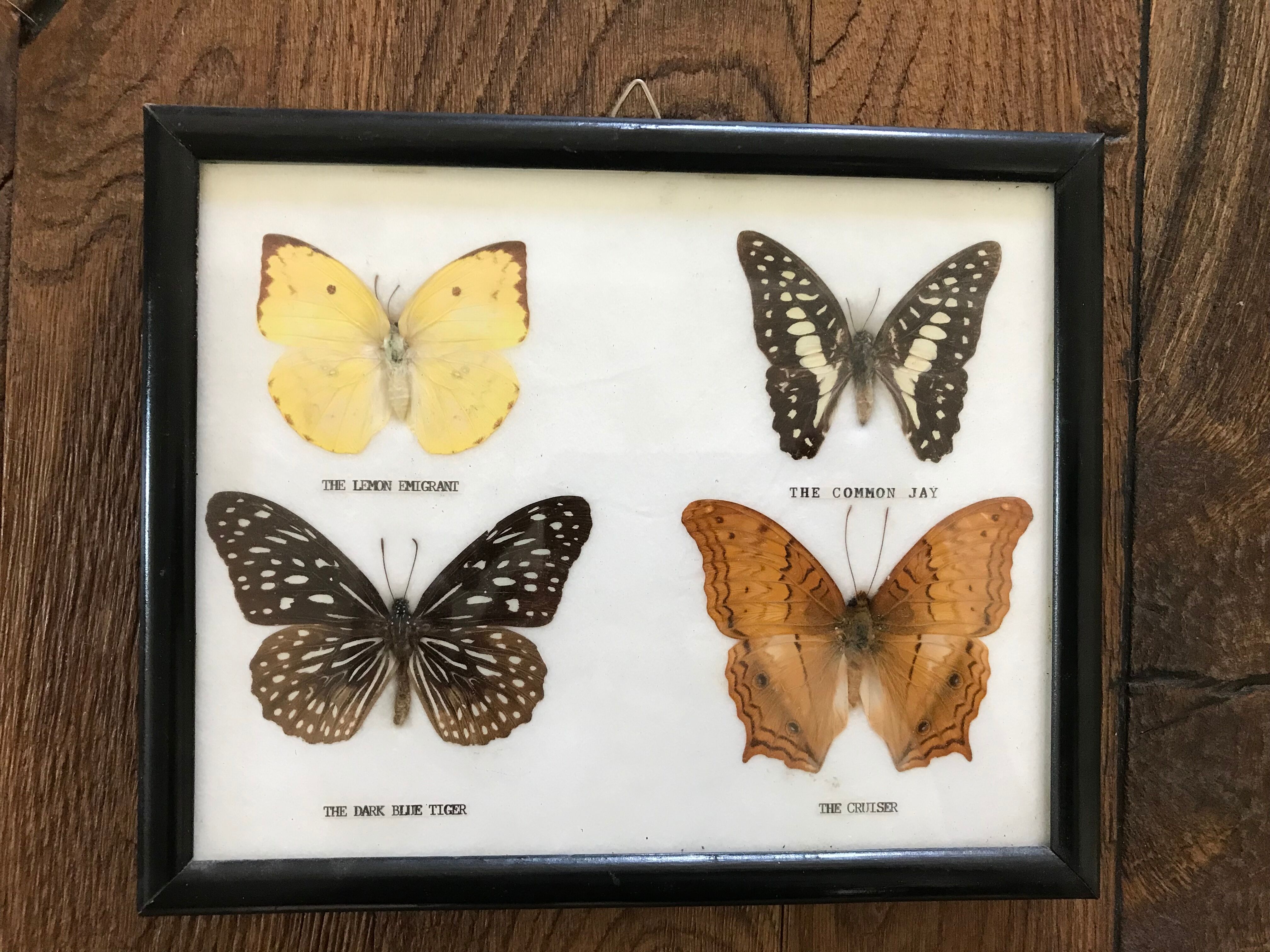 Butterfly frame