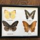 Butterfly frame
