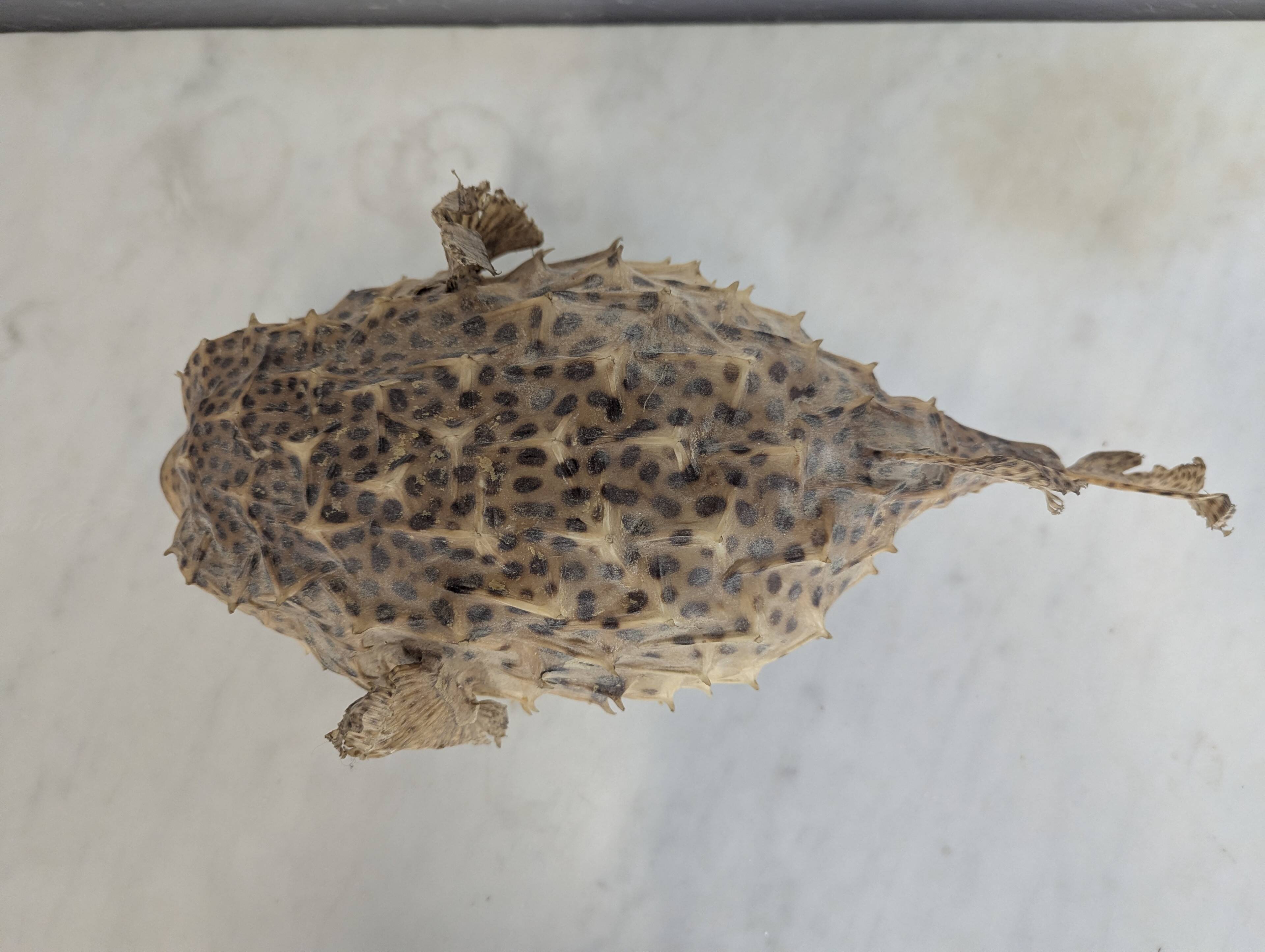 Diodon or taxidermied pufferfish
