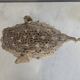Diodon or taxidermied pufferfish