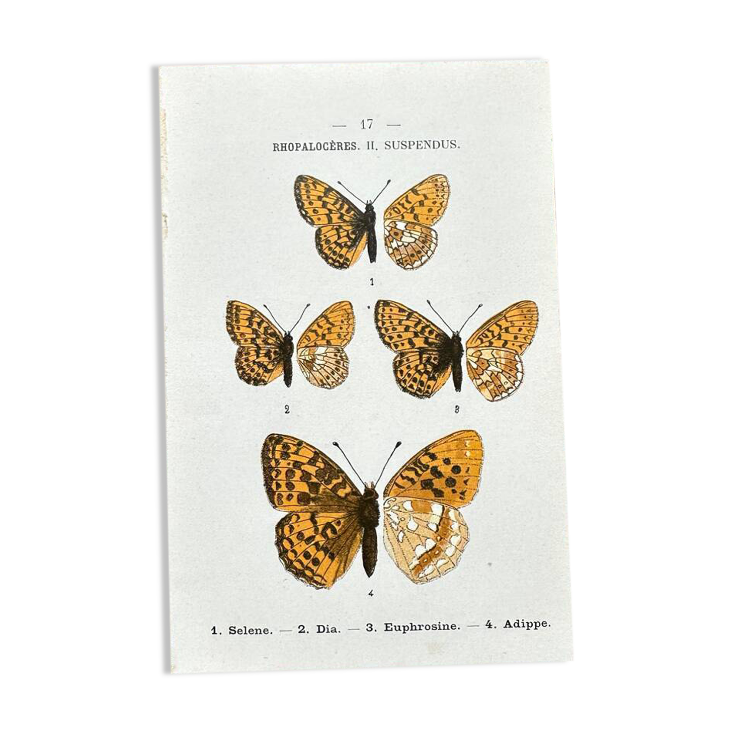Butterfly lithograph, naturalist plate, 1890