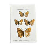 Butterfly lithograph, naturalist plate, 1890