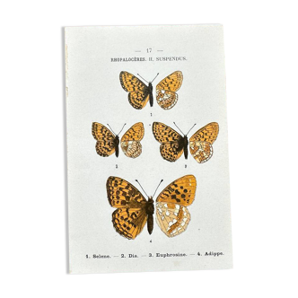 Butterfly lithograph, naturalist plate, 1890
