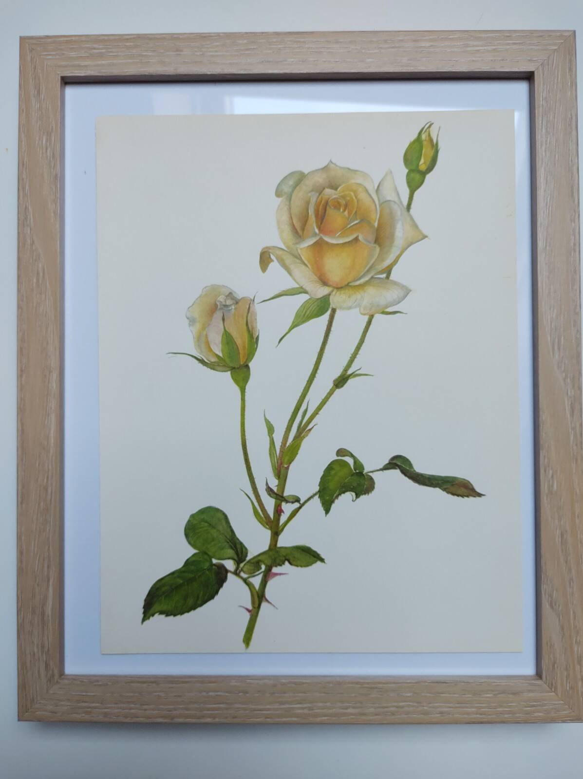 Illustration botanique de 1968 Joanna Hill - Planche Vintage fleur et rose