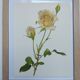 Illustration botanique de 1968 Joanna Hill - Planche Vintage fleur et rose