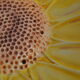 Salad bowl sunflower drainer in slip