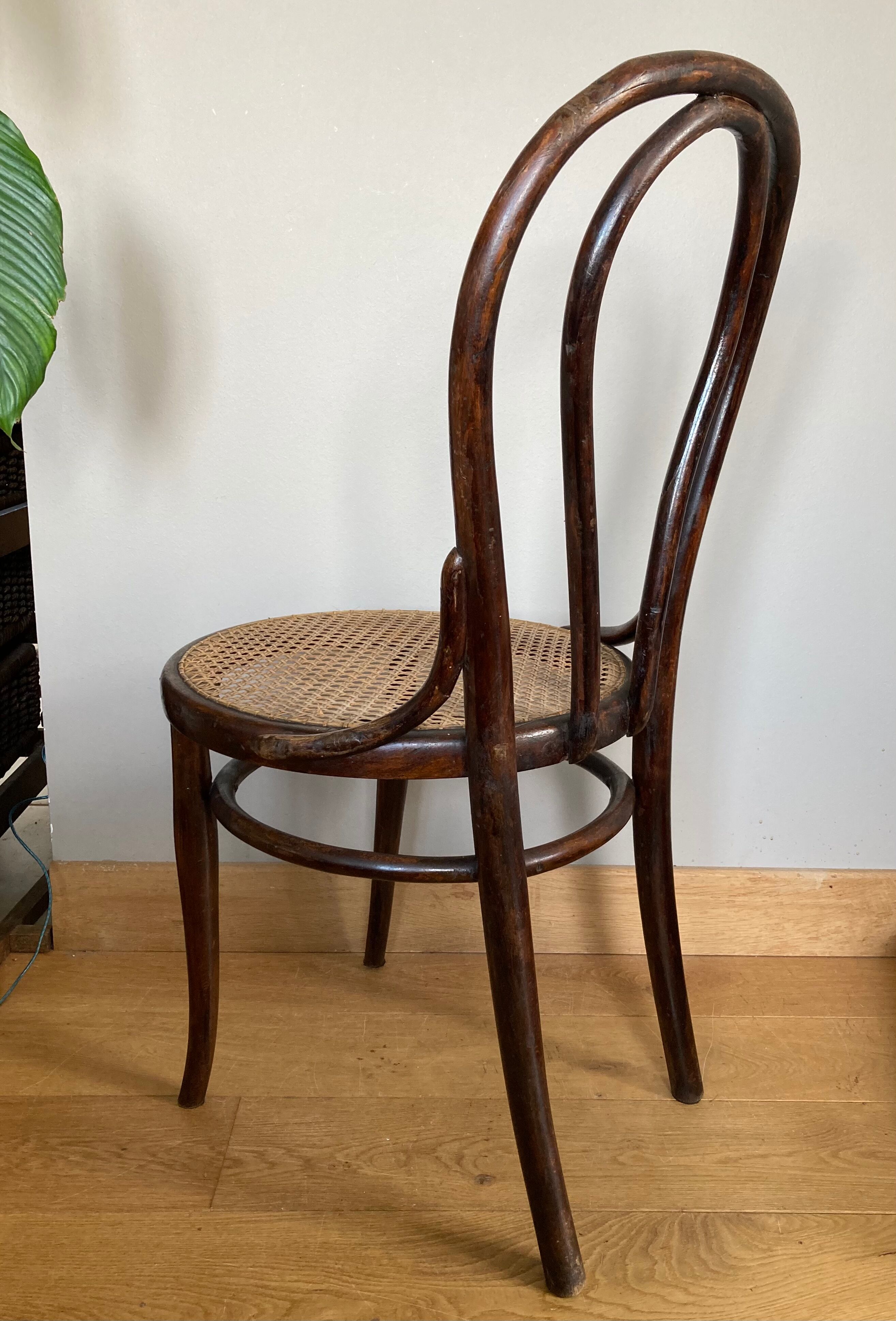 Real Tuna Chair in curved wood, label + hot iron stamp